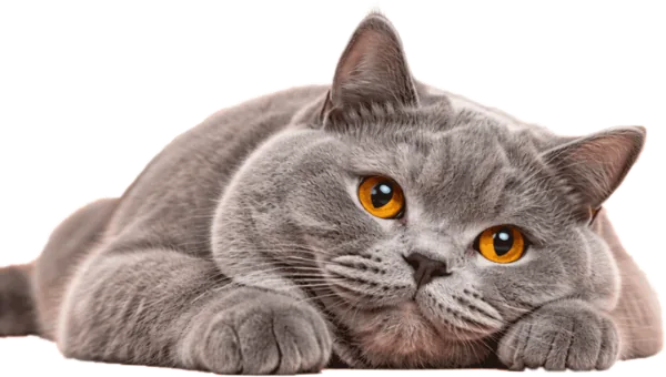 British Shorthair cat for Mochi Belly call to action