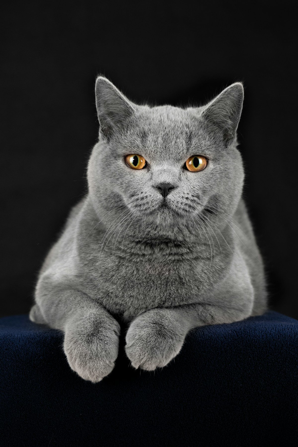 Kucing abu-abu bertumpu pada bantal biru