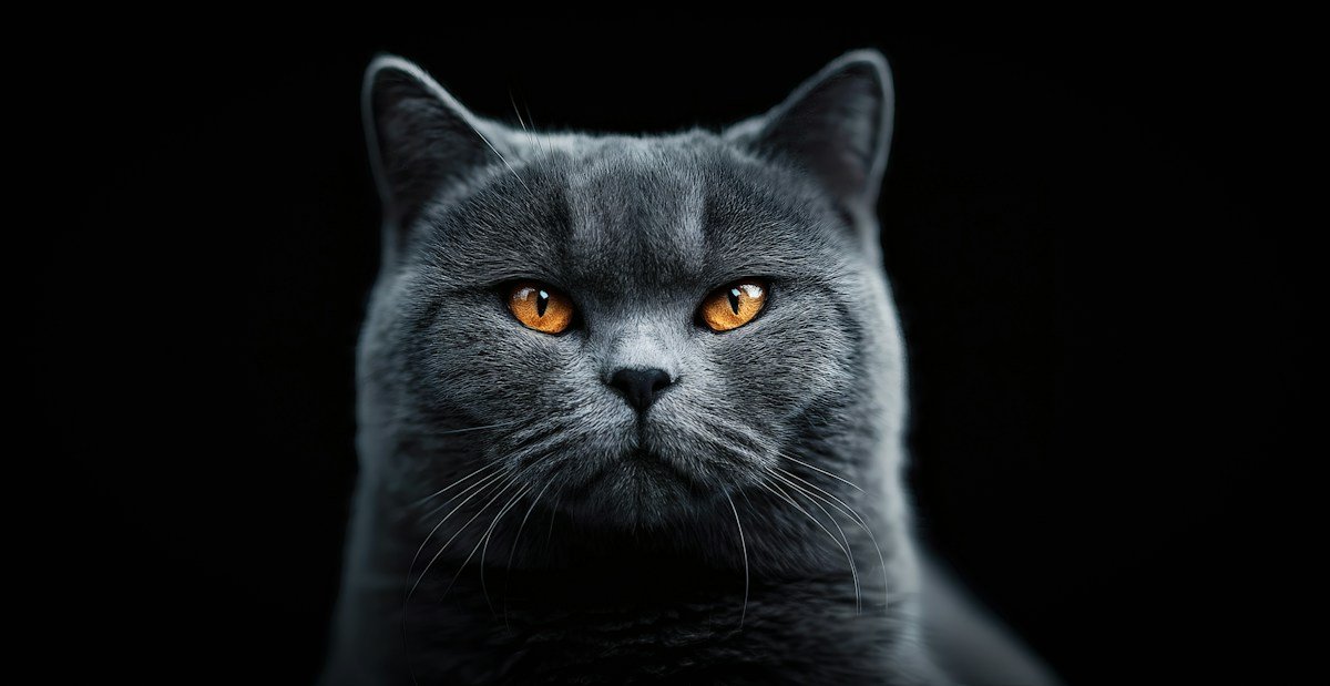 Potret kucing bermata jingga dengan latar gelap