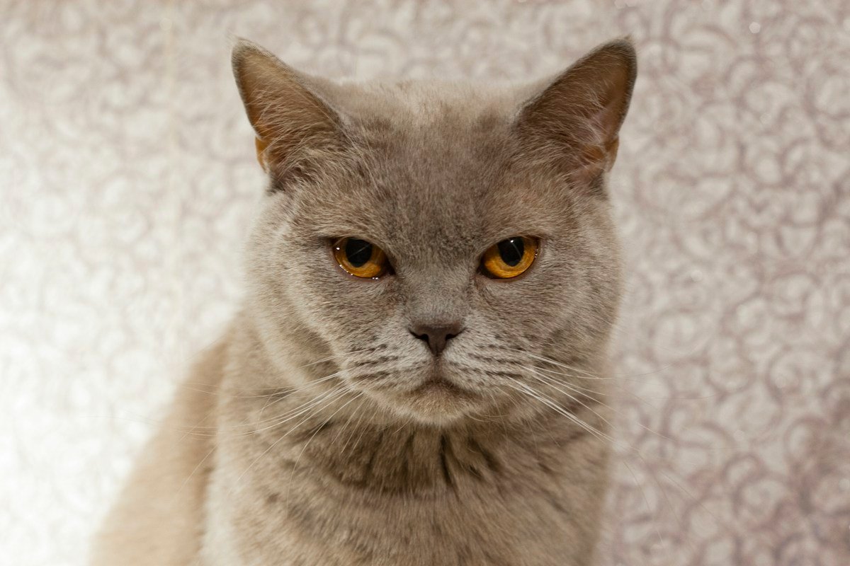 Potret kucing abu-abu bermata keemasan