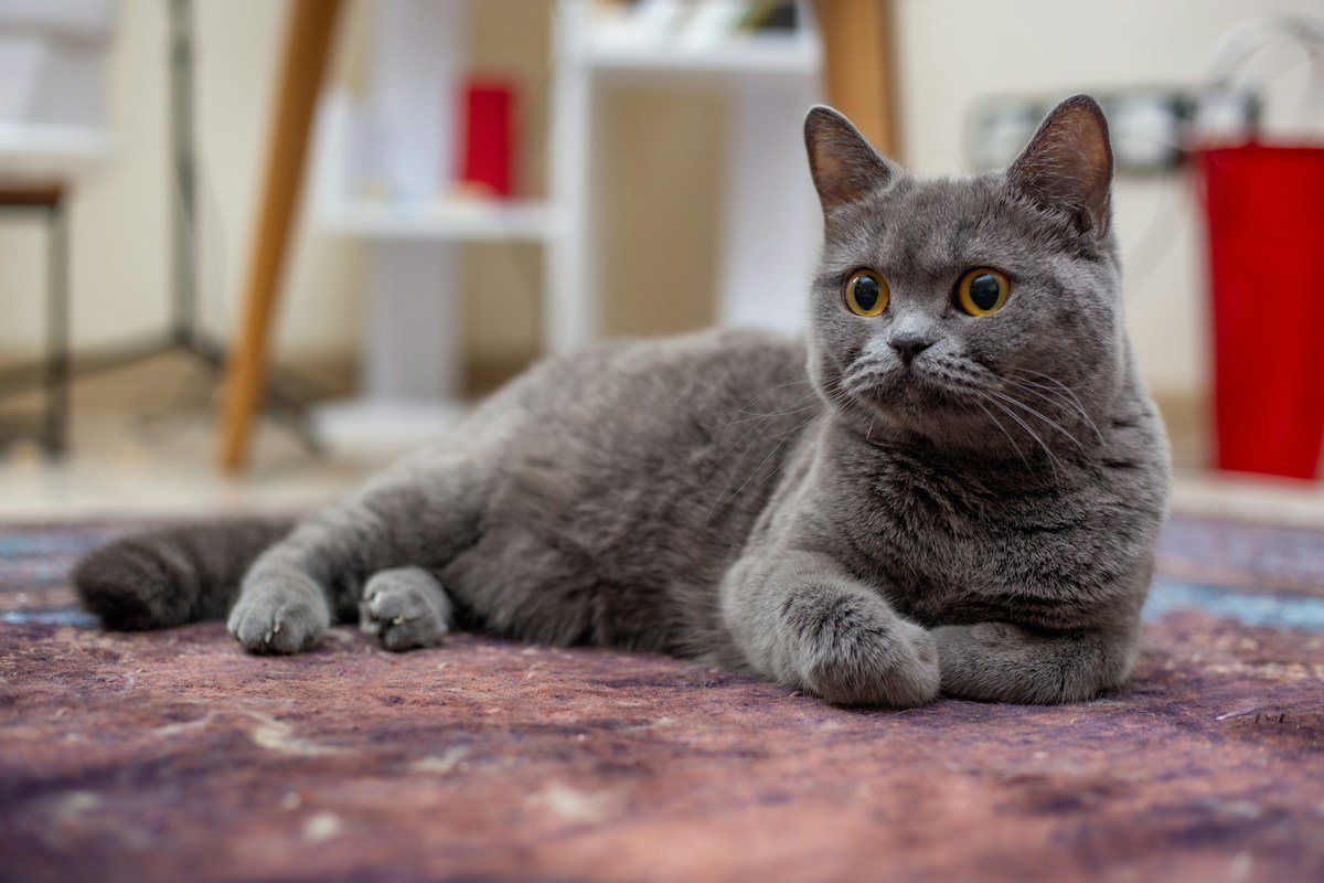 Kucing abu-abu beristirahat di karpet