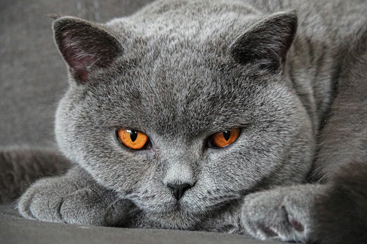 Kucing abu-abu merebahkan kepalanya