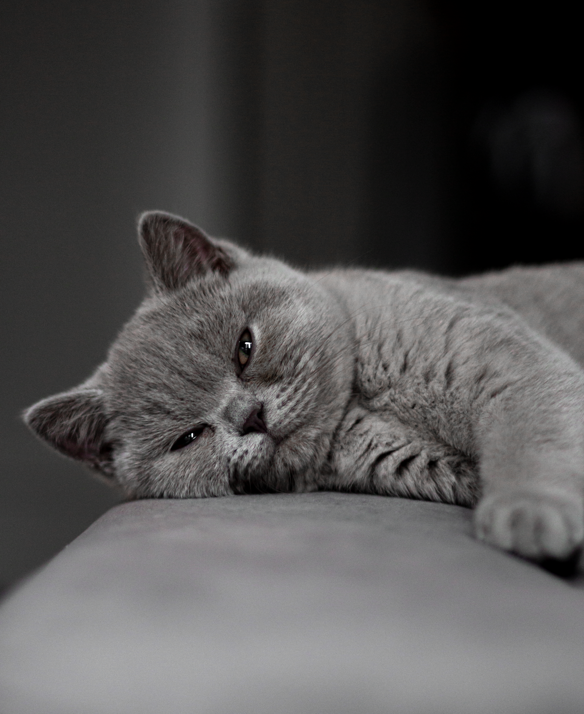 Kucing abu-abu bersantai di sofa